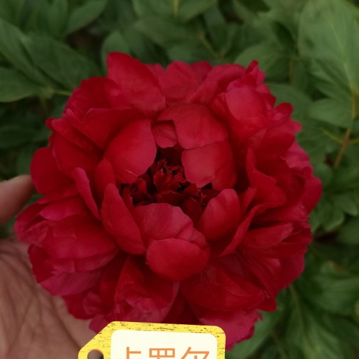 菏泽多花芍药  精品观赏芍药，芍药苗，盆栽芍药.药用芍药，芍药籽