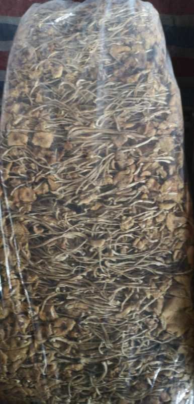 屏南县 普通茶树菇