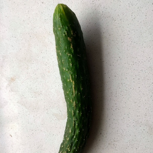 定襄县黄瓜  甜，好吃