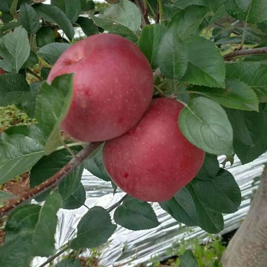 盐源县冰糖心苹果  红富士糖心苹果