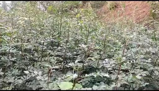 成县六月椒苗 