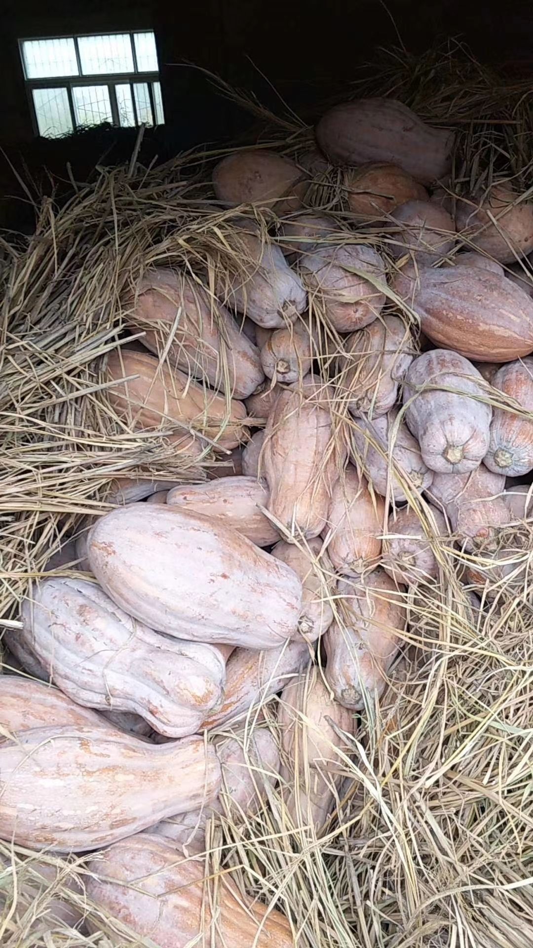 广西南宁直发新鲜蜜本南瓜批发零售当季瓜菜农产品