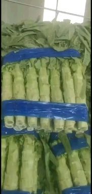 兰陵县红叶香莴苣 莴笋