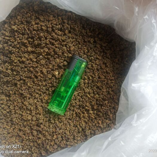 天等县吴茱萸靓货上市啦！