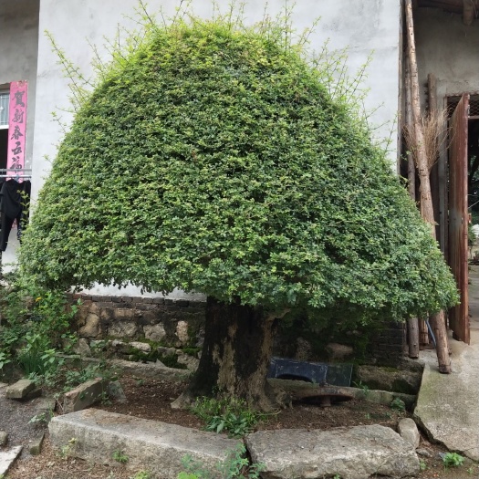 京山市对节白蜡 对节白腊
