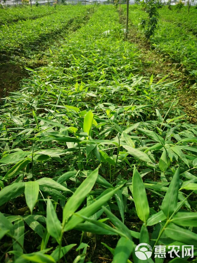 金佛山方竹苗，一年生容器苗