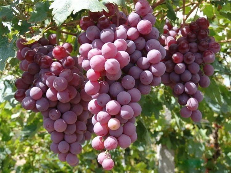 美国红提苗 红提葡萄苗，优质树苗，品种纯正，现挖现发  南北方均可种植