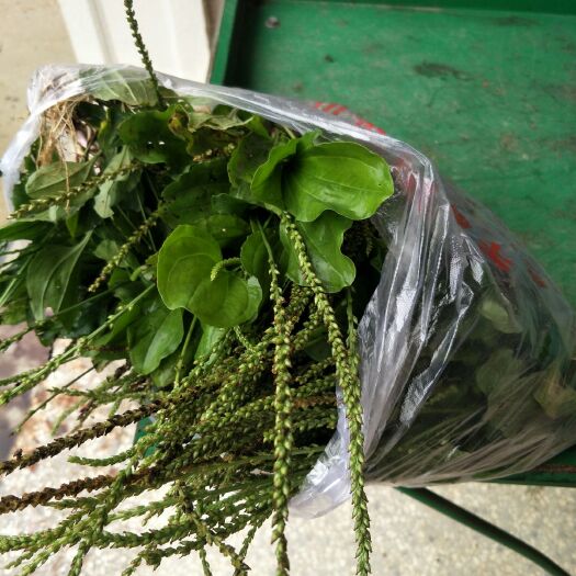 东至县车前草