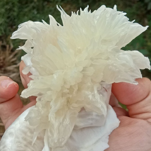 井冈蜜柚金沙柚,甜度高,产地直发一手货源,.24小时发货