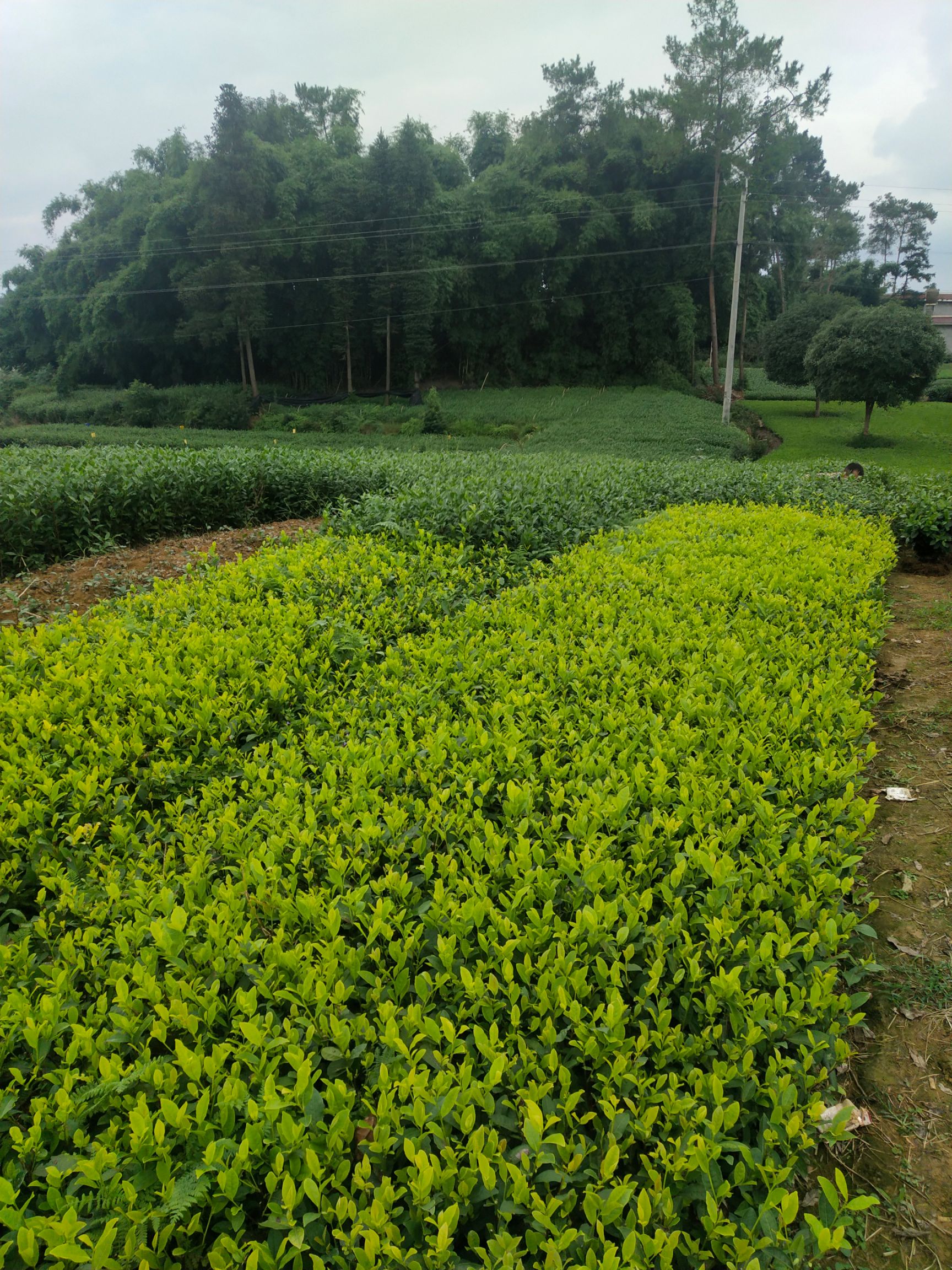 茶树苗  茶叶苗（复选九号.四号.蒙山九号.福鼎.乌牛早.黄金茶）