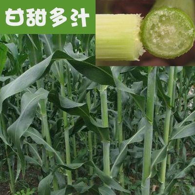 冬牧草种子  大力士甜高梁 饲用甜高粱种子高产耐旱养牛羊牧草种子