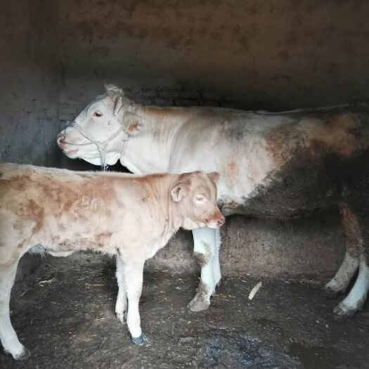 礼县黄牛  夏洛来牛，子母对