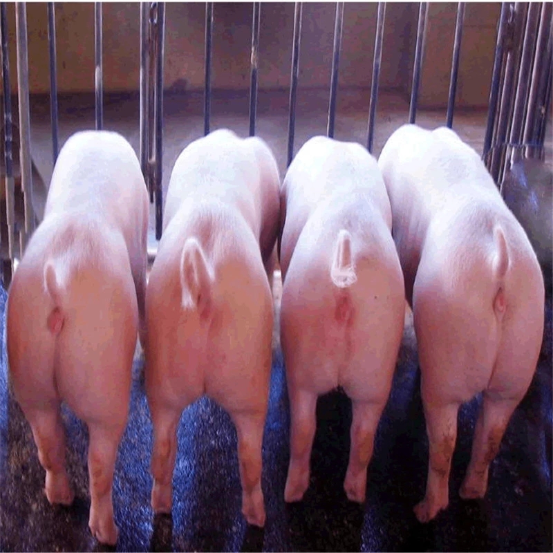 沂水县三元猪  三元仔猪  大型猪场 全国包运 小猪苗 防疫齐全