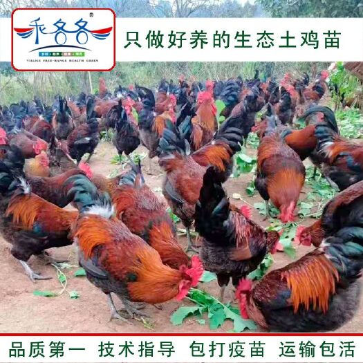 简阳市青脚土鸡苗  优质崇仁麻鸡苗（血毛土鸡）抗病强散养肉质好