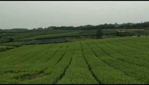 茶树苗  茶叶苗（复选九号.四号.蒙山九号.福鼎.乌牛早.黄金茶）
