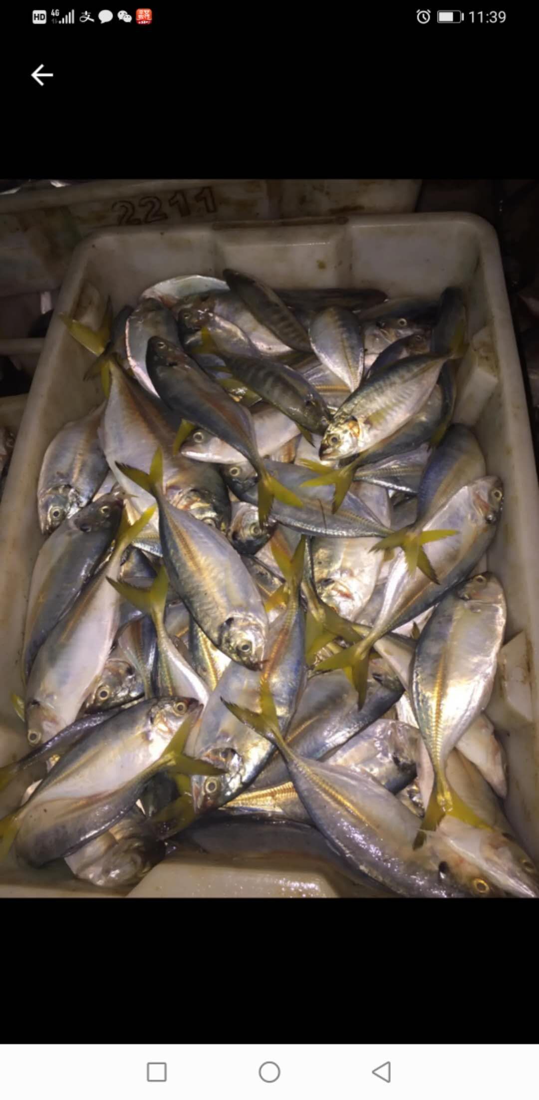 泥猛鱼 冷泥鯭鱼