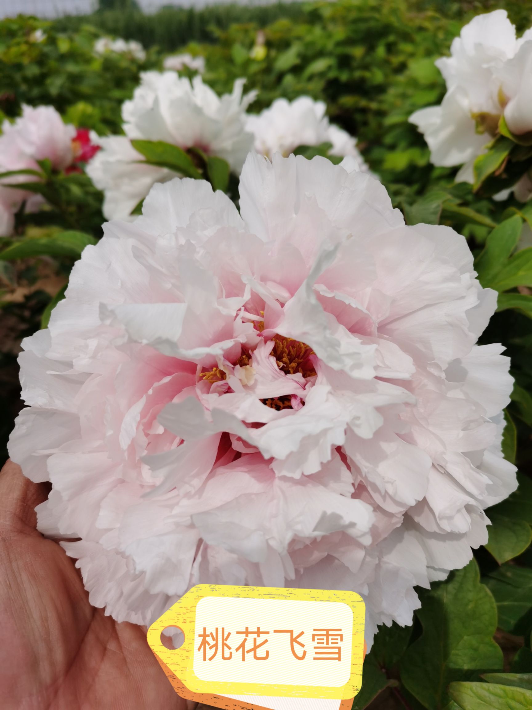 观赏牡丹基地直销，品种多，花色全，一到十年以上都有