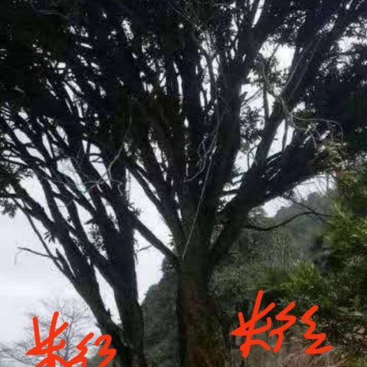 石阡县雀舌黄杨 双杆本地黄杨