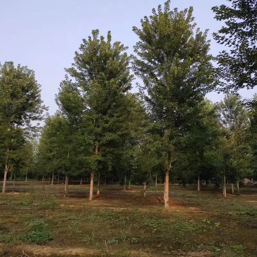 邳州市美国红枫苗  15cm美国红枫，量大来电详谈