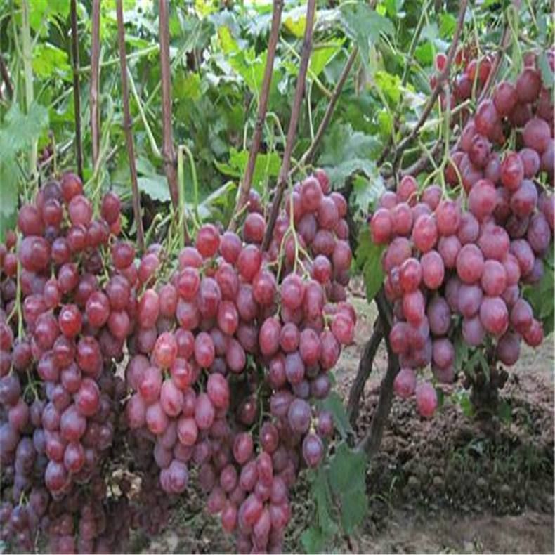 美国红提苗 红提葡萄苗，优质树苗，品种纯正，现挖现发  南北方均可种植