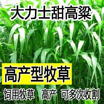 沭阳县冬牧草种子  大力士甜高梁 饲用甜高粱种子高产耐旱养牛羊牧草种子
