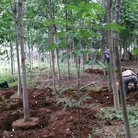 西峡县七叶树15公分质量好价格低