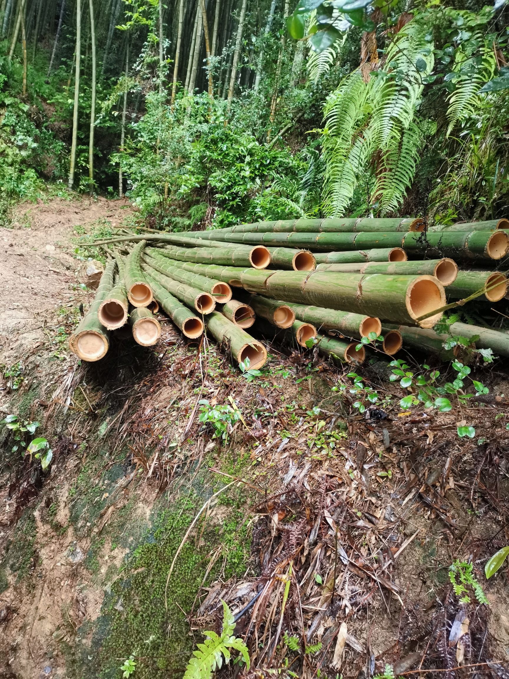 麻竹  毛竹竹尾
