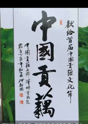 白莲藕  中国泽畔贡藕