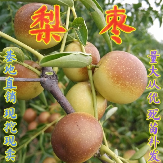 平邑县大梨枣苗  嫁接枣树苗中华大梨枣当年结果树苗南北方种植庭院种植盆栽地栽苗