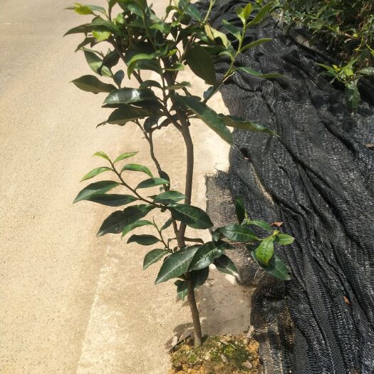 雅安老茶树母本。茶树苗。