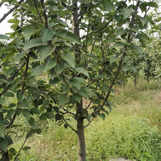 辛集市新梨7号梨树苗  梨树  梨树种苗