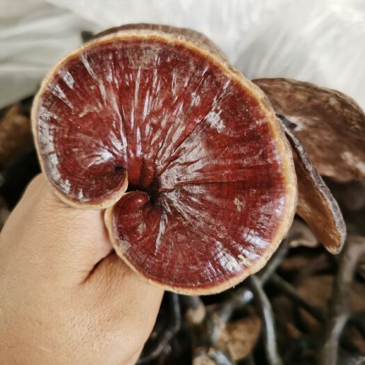 瑞丽市竹灵芝大货批发 视频看货  一手货源 价格大货可谈