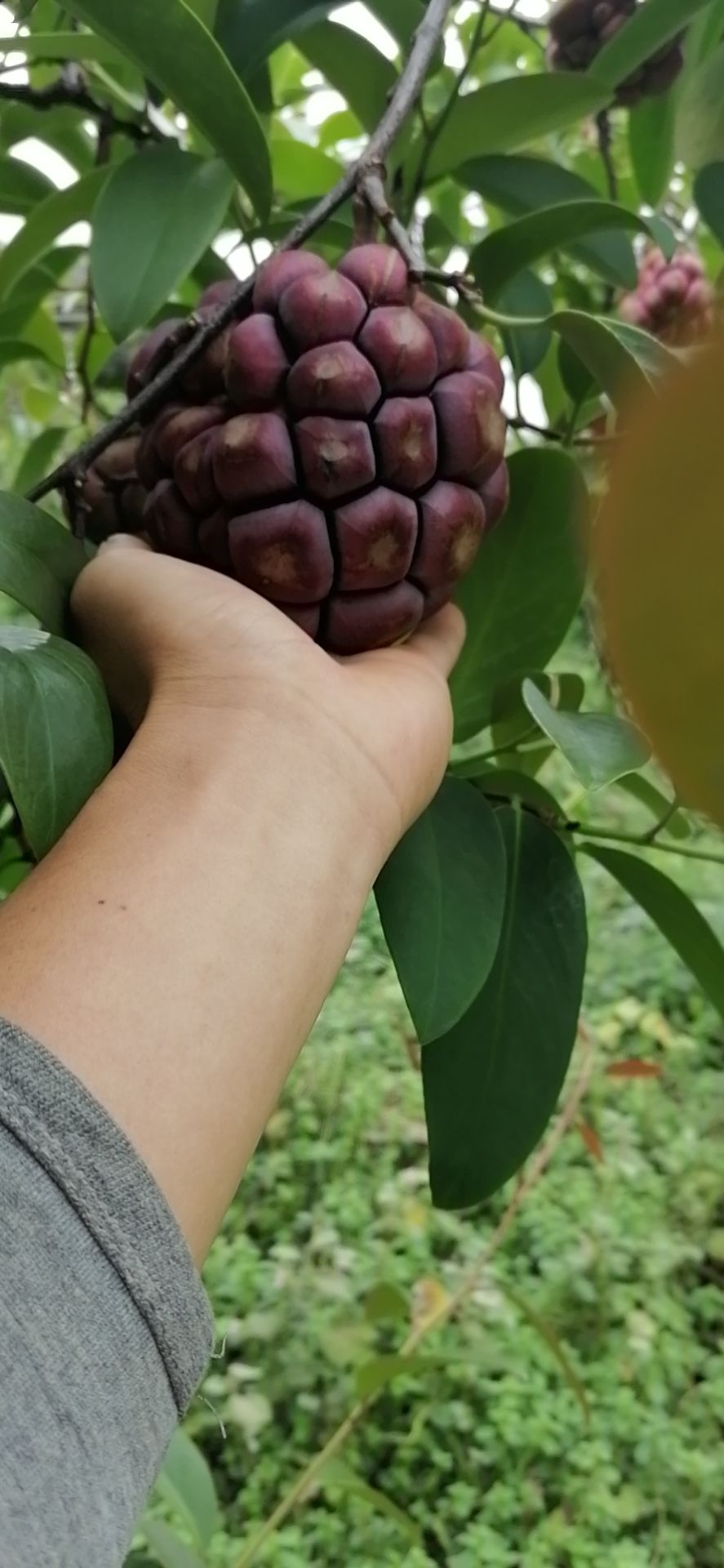 黑老虎果  新鲜水果黑老虎水果布福娜大血藤**养生水果