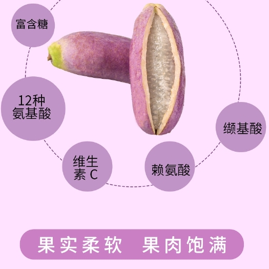 紫色一号八月瓜 种植 紫色 