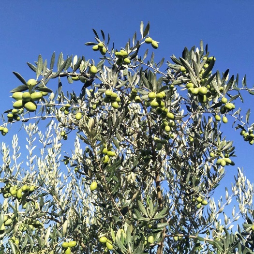  油橄榄