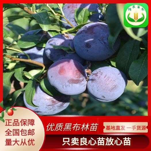 平邑县黑布林苗  嫁接黑布林李子果树苗，当年结果，南北方种植庭院种植，盆栽地栽
