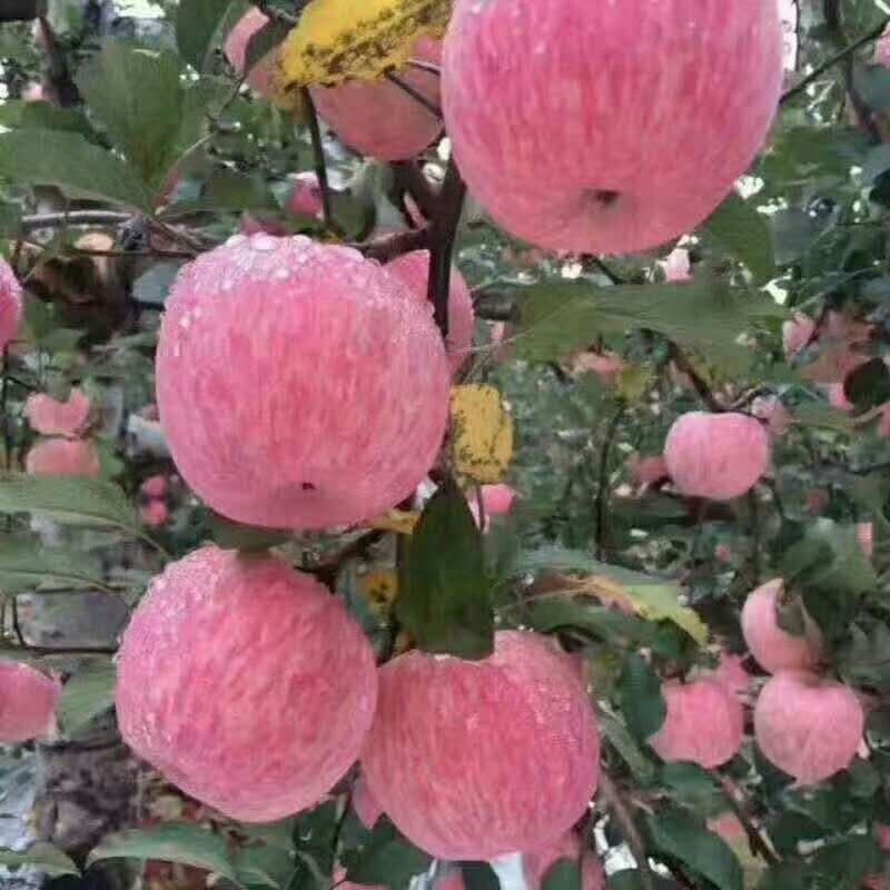 红富士苹果  山东苹果批发 产地直发 果园看货 万亩园林