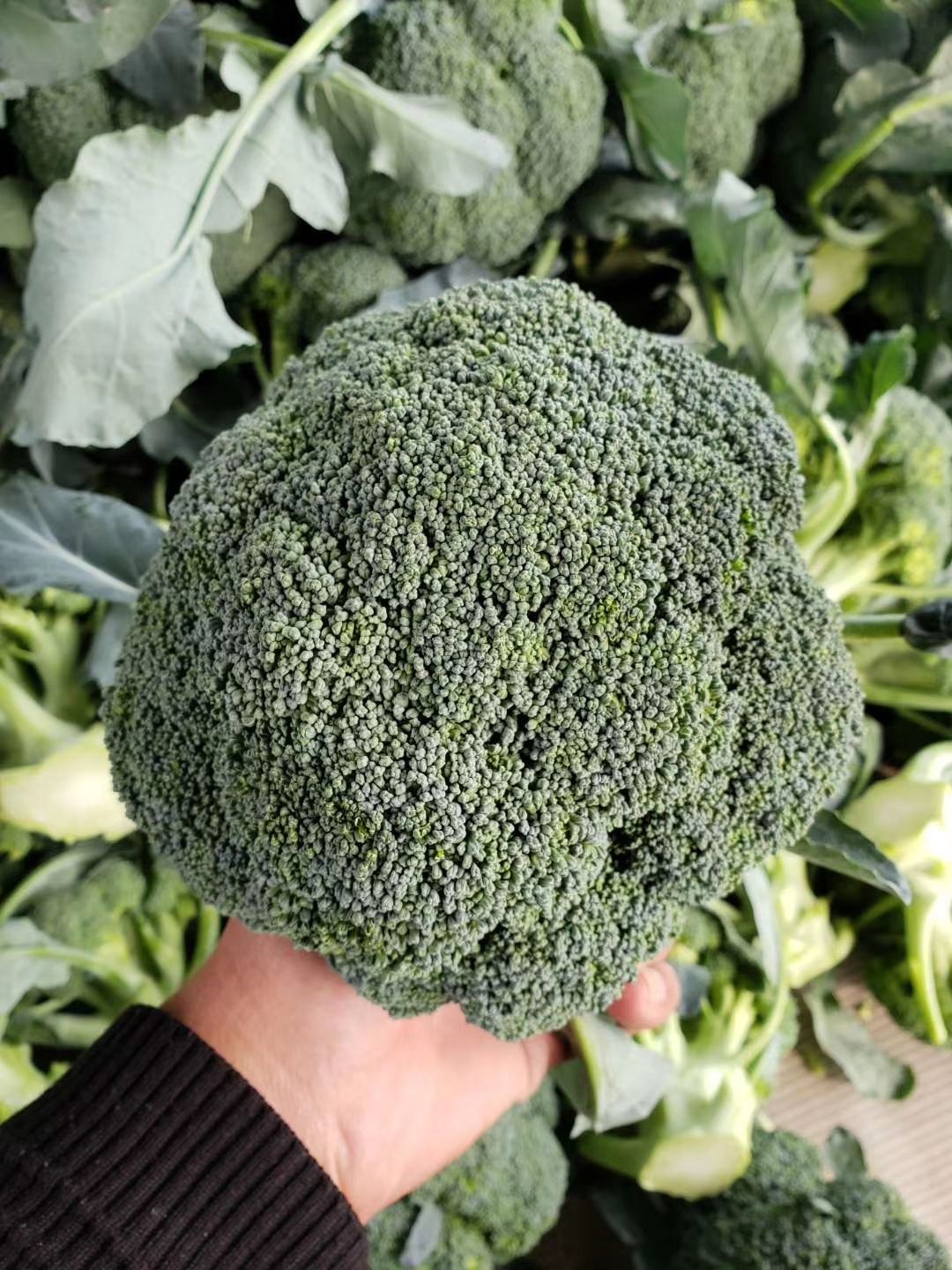耐寒优秀西兰花  河南精品西兰花 产地直发 提供视频看货