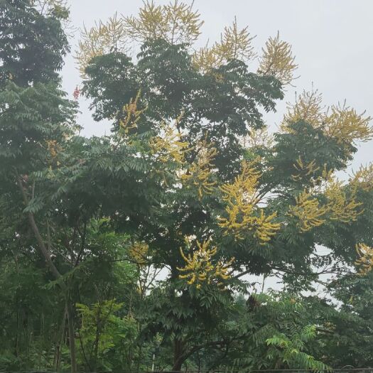 简阳市南栾 