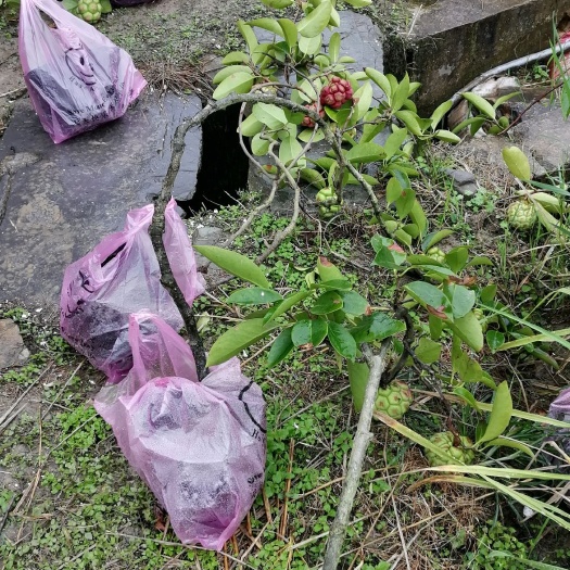 通道县粉红黑老虎苗  黑老虎丰产苗，带土，带叶发货