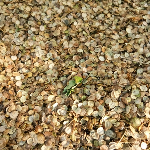 大石桥市老山芹种子