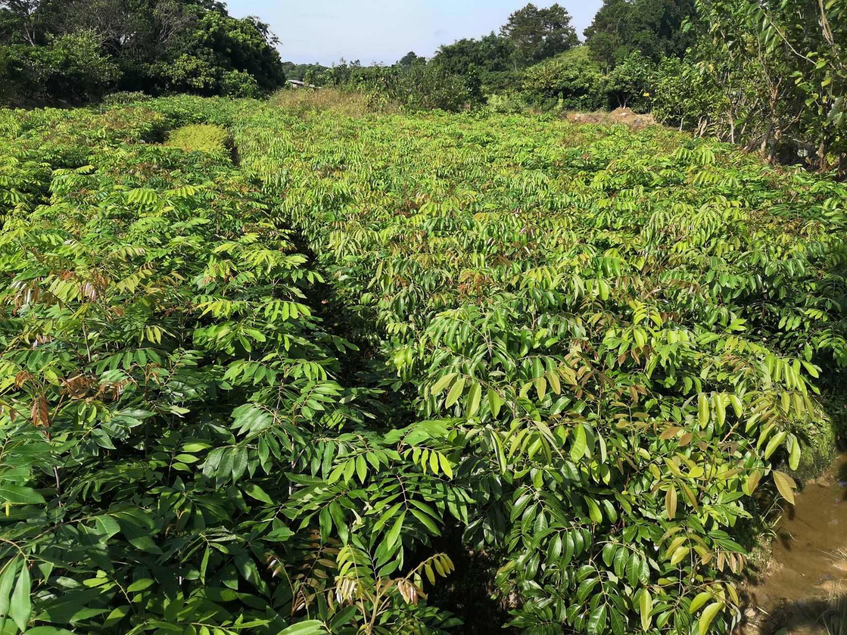 储良龙眼苗，嫁接广西储良龙眼树苗
