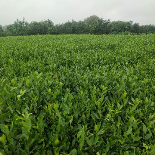 龍井43號茶樹苗  龍井43（黃金茶。極白茶。奶白茶。烏牛早。中茶108。四號）