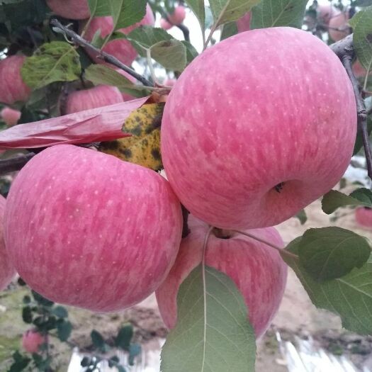 『产地』苹果批发 产地直发 果园看货 万亩红富士苹果园林