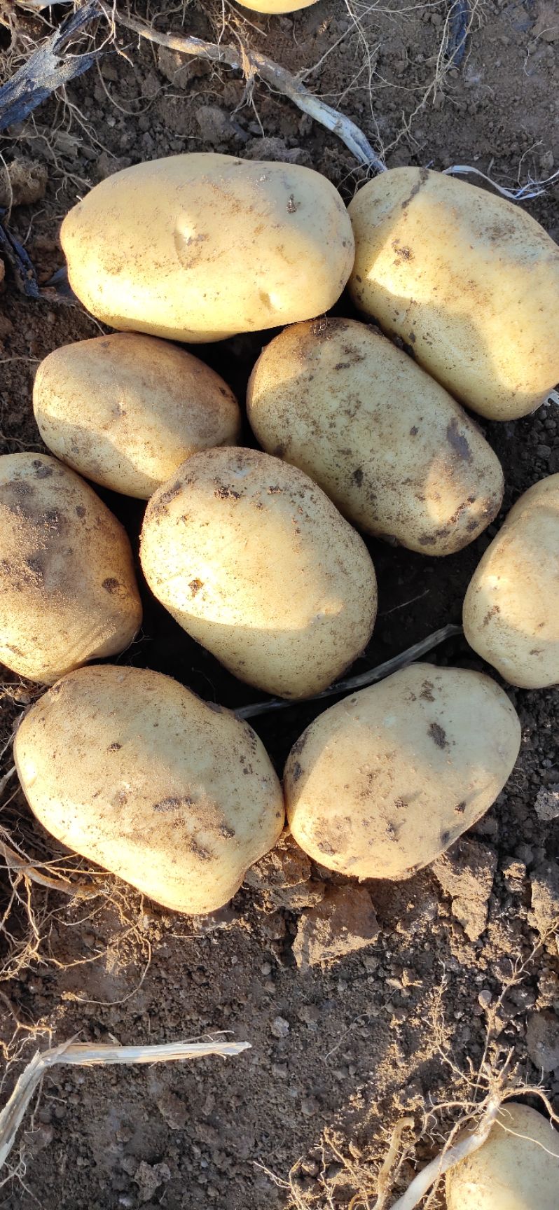 226土豆 精品黄心226