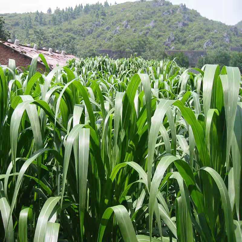 冬牧草种子  大力士甜高梁 饲用甜高粱种子高产耐旱养牛羊牧草种子