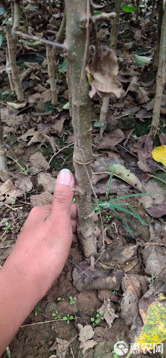 中秋王苹果树苗  优质   中秋王苹果苗