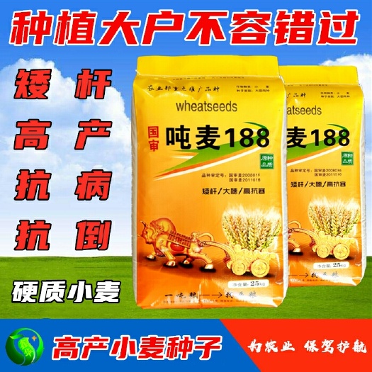 枣庄 矮胖吨王麦种优质大田小麦种子矮杆大穗抗倒抗病抗旱高产小麦良种