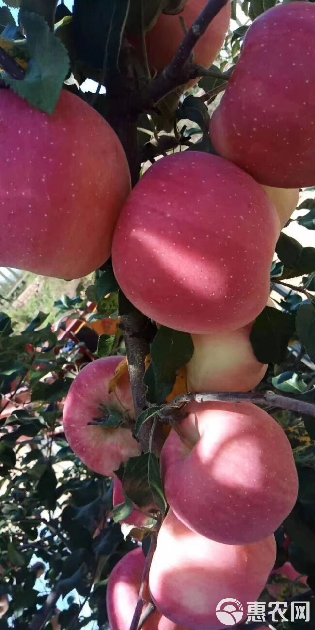 花牛苹果水晶富士包邮