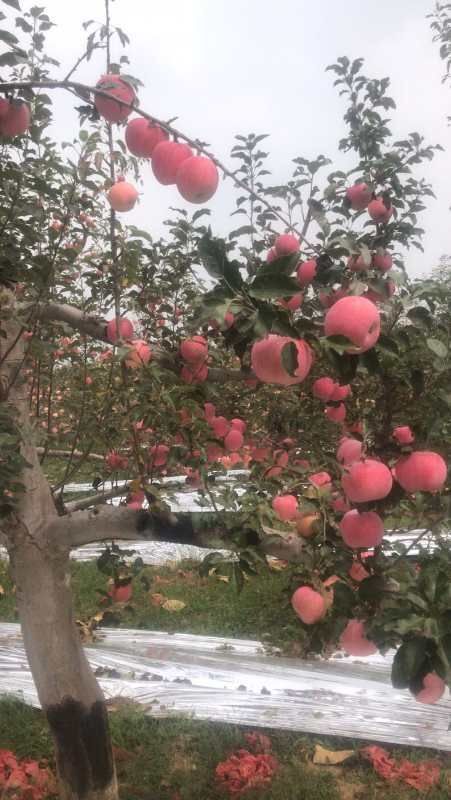 蒲城县红富士苹果 优质苹果基地直供，量大品质高